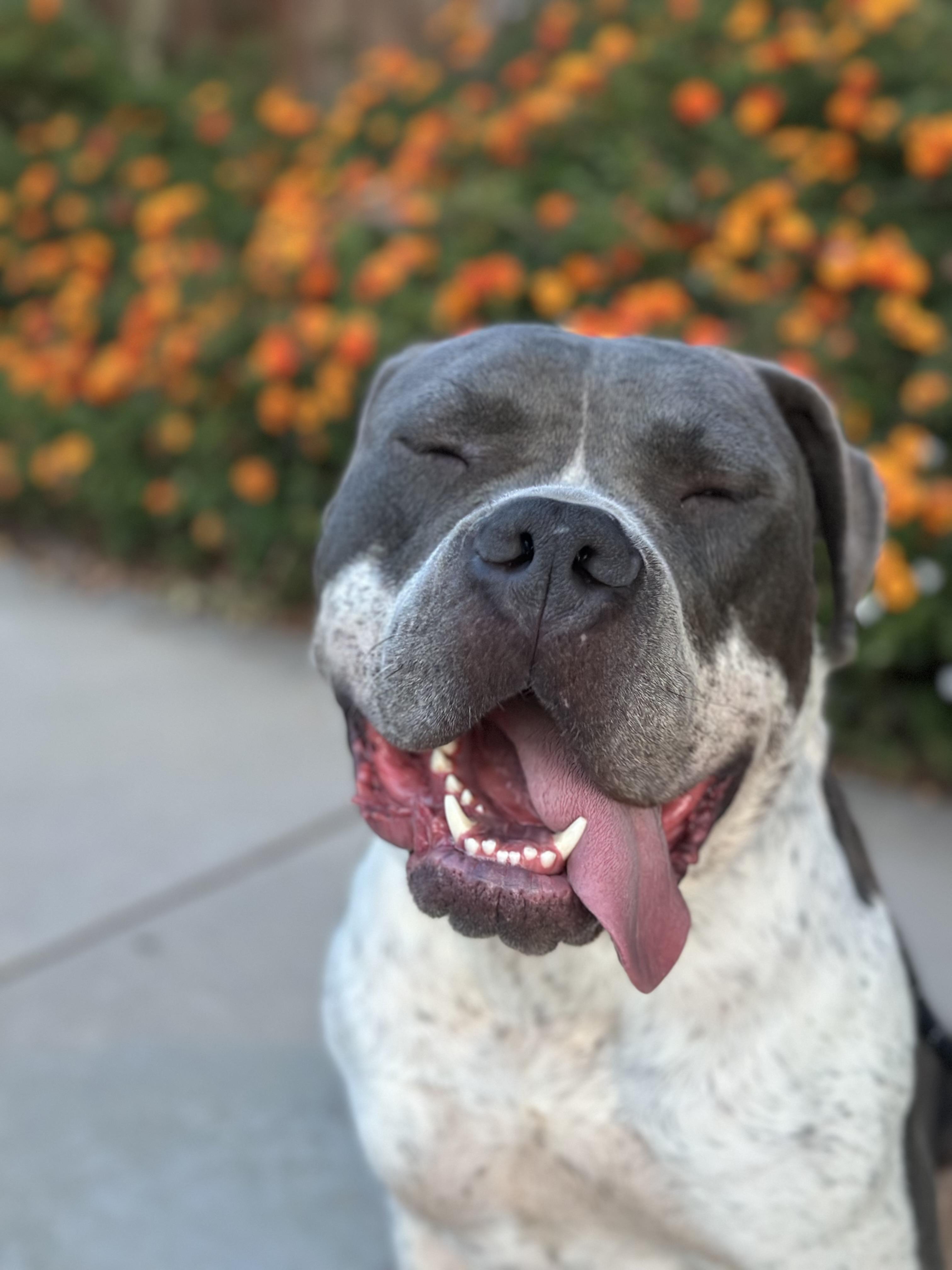 Pretzel, a Adoptable Pit Bull Terrier in newton highlands, MA image 3/4