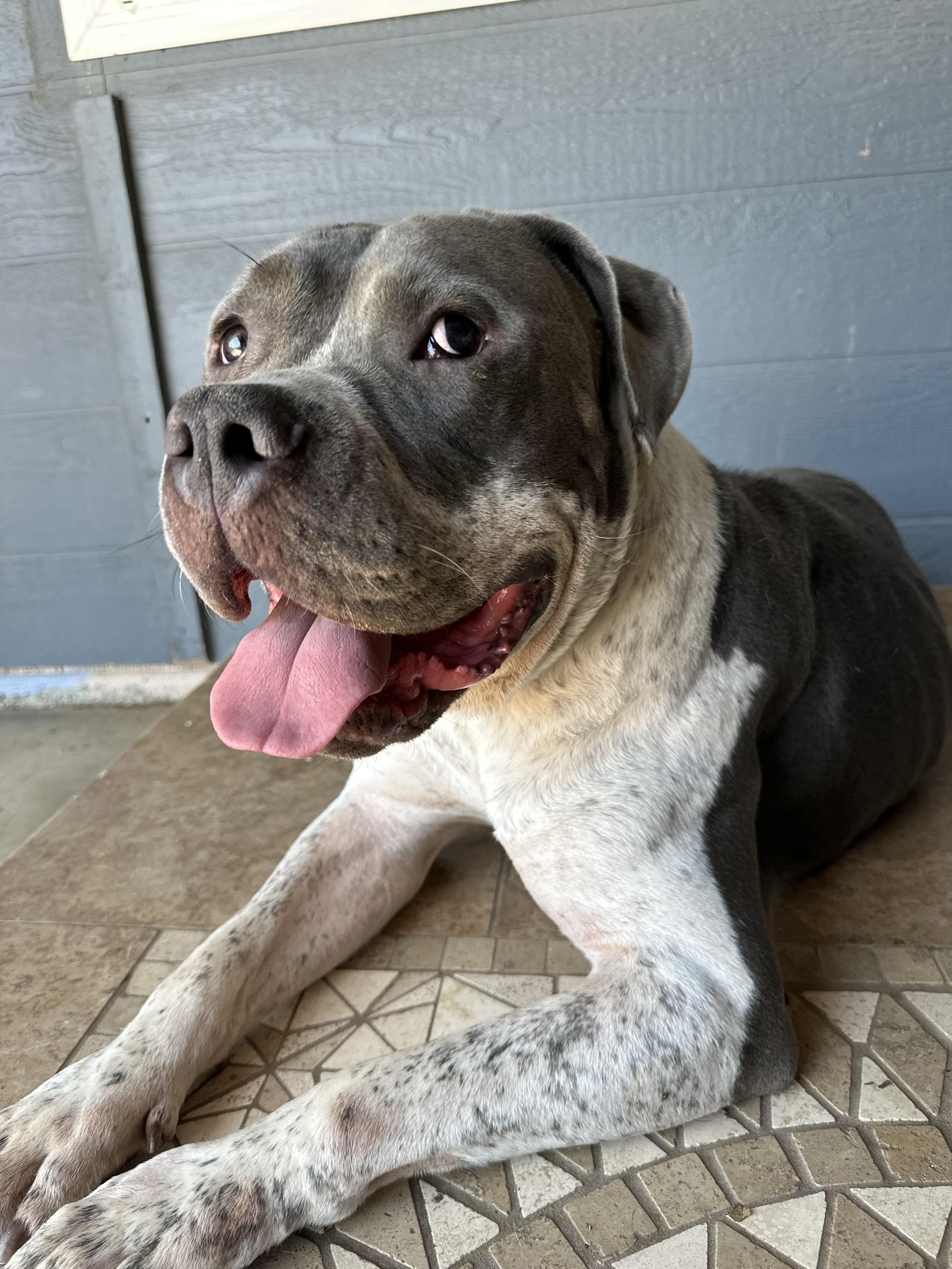 Pretzel, a Adoptable Pit Bull Terrier in newton highlands, MA image 4/4