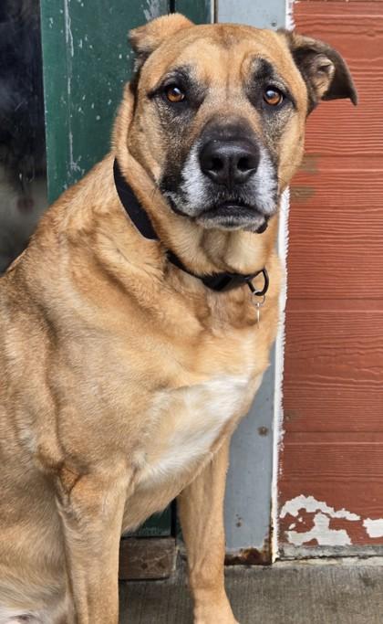 Enlarge Wyatt- BONDED TO SARGE, an adoptable mixed breed in Stanwood, WA image 2/2