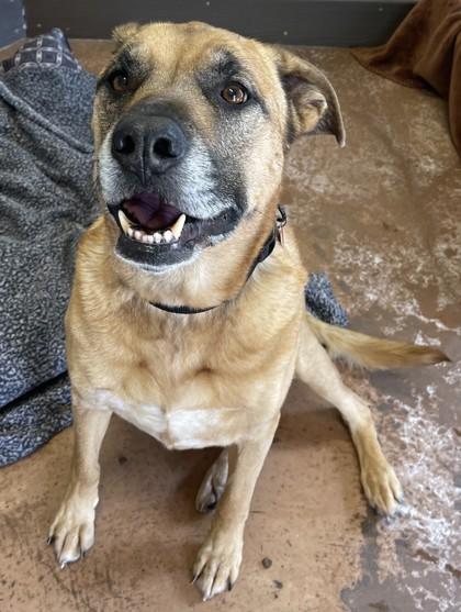 Enlarge Wyatt- BONDED TO SARGE, an adoptable mixed breed in Stanwood, WA image 1/2