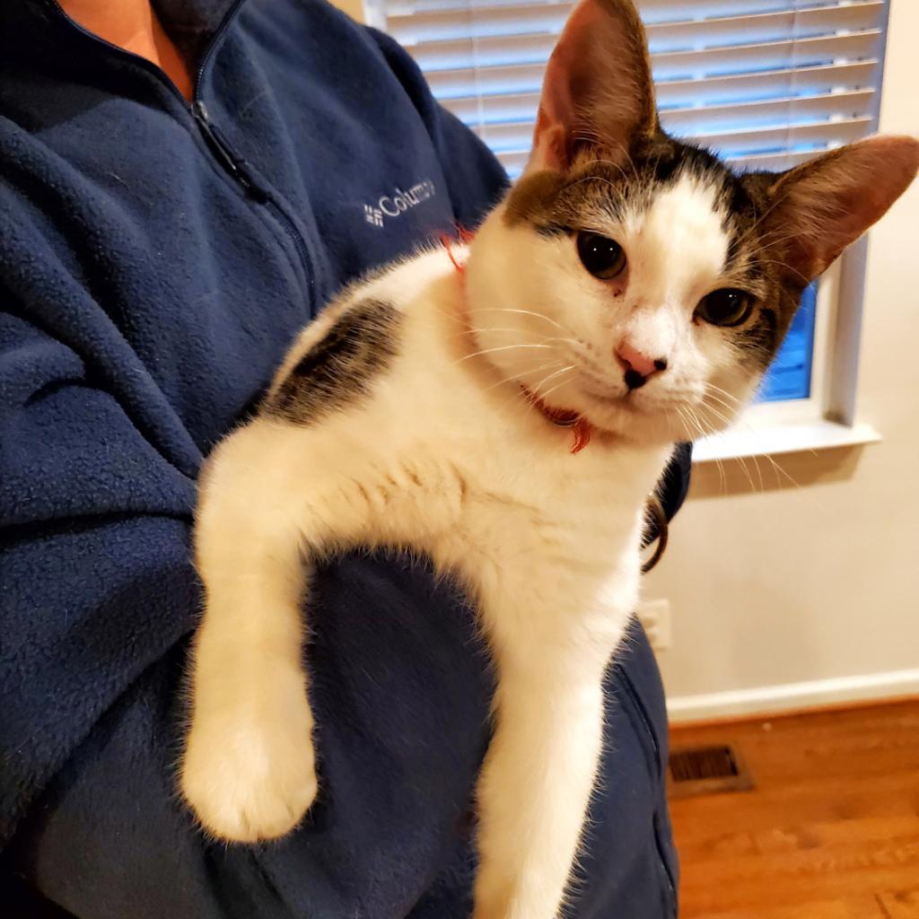 Sonic, Adoptable, Adult Male Domestic Short Hair.