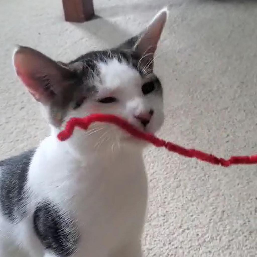 Enlarge Sonic, a Adoptable Domestic Short Hair in Potomac, MD image 4/6