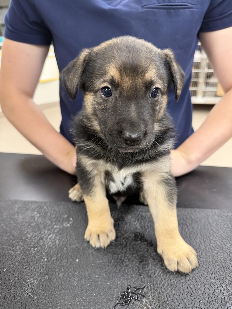 Willie, Adoptable, Puppy Male Cattle Dog.
