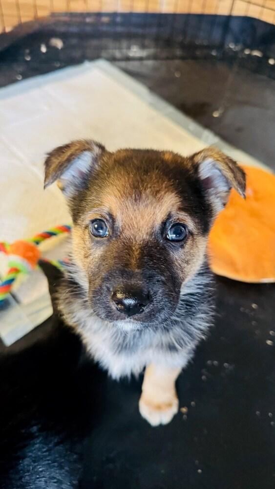 Enlarge Willie, a Adoptable mixed breed in Vancouver, WA image 2/2