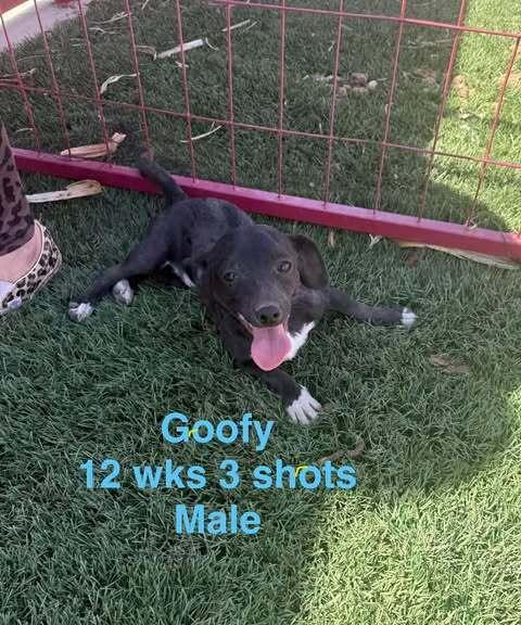 Goofy Goober, a Adoptable mixed breed in Waunakee, WI image 1/4