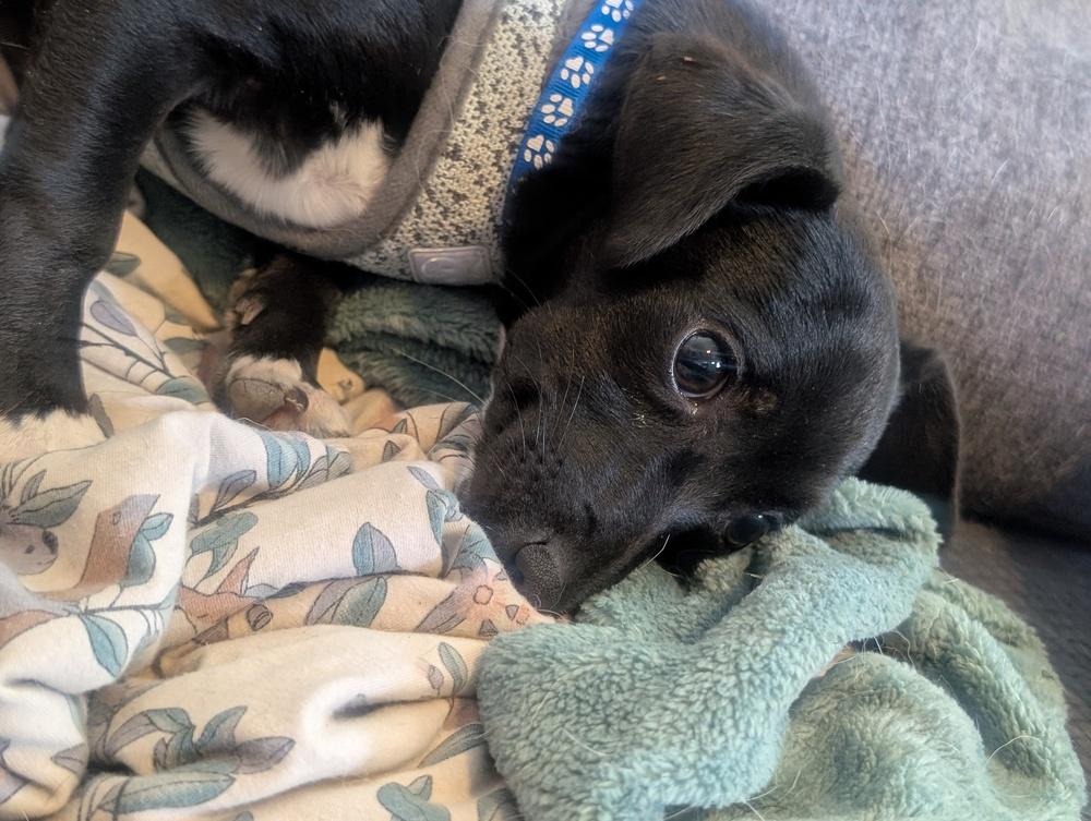 Goofy Goober, a Adoptable mixed breed in Waunakee, WI image 2/4
