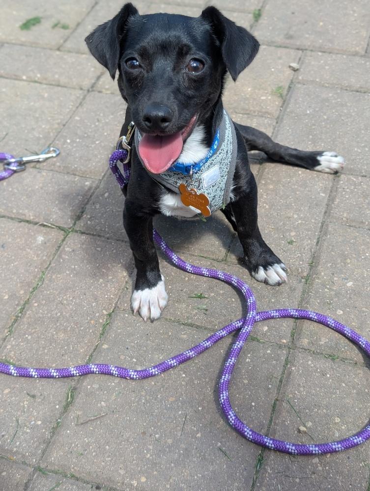 Goofy Goober, a Adoptable mixed breed in Waunakee, WI image 3/4
