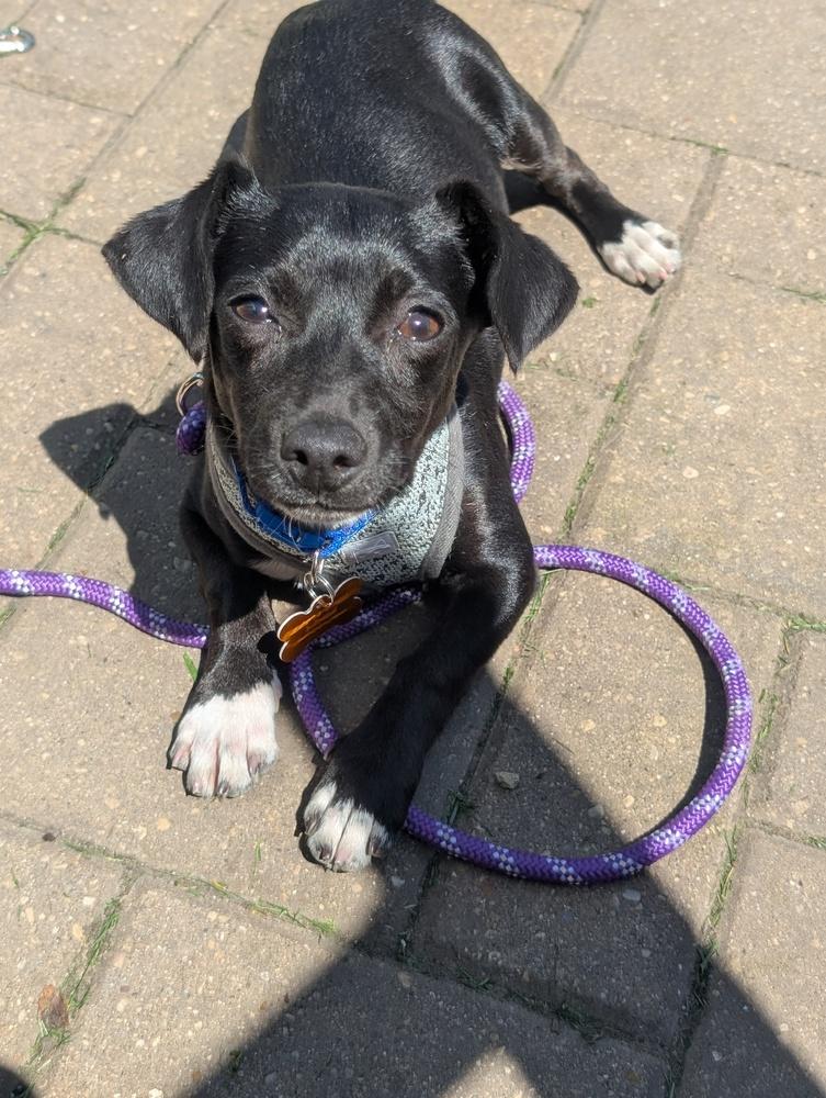 Goofy Goober, a Adoptable mixed breed in Waunakee, WI image 4/4