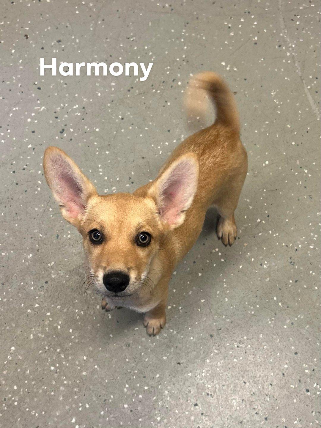 Harmony