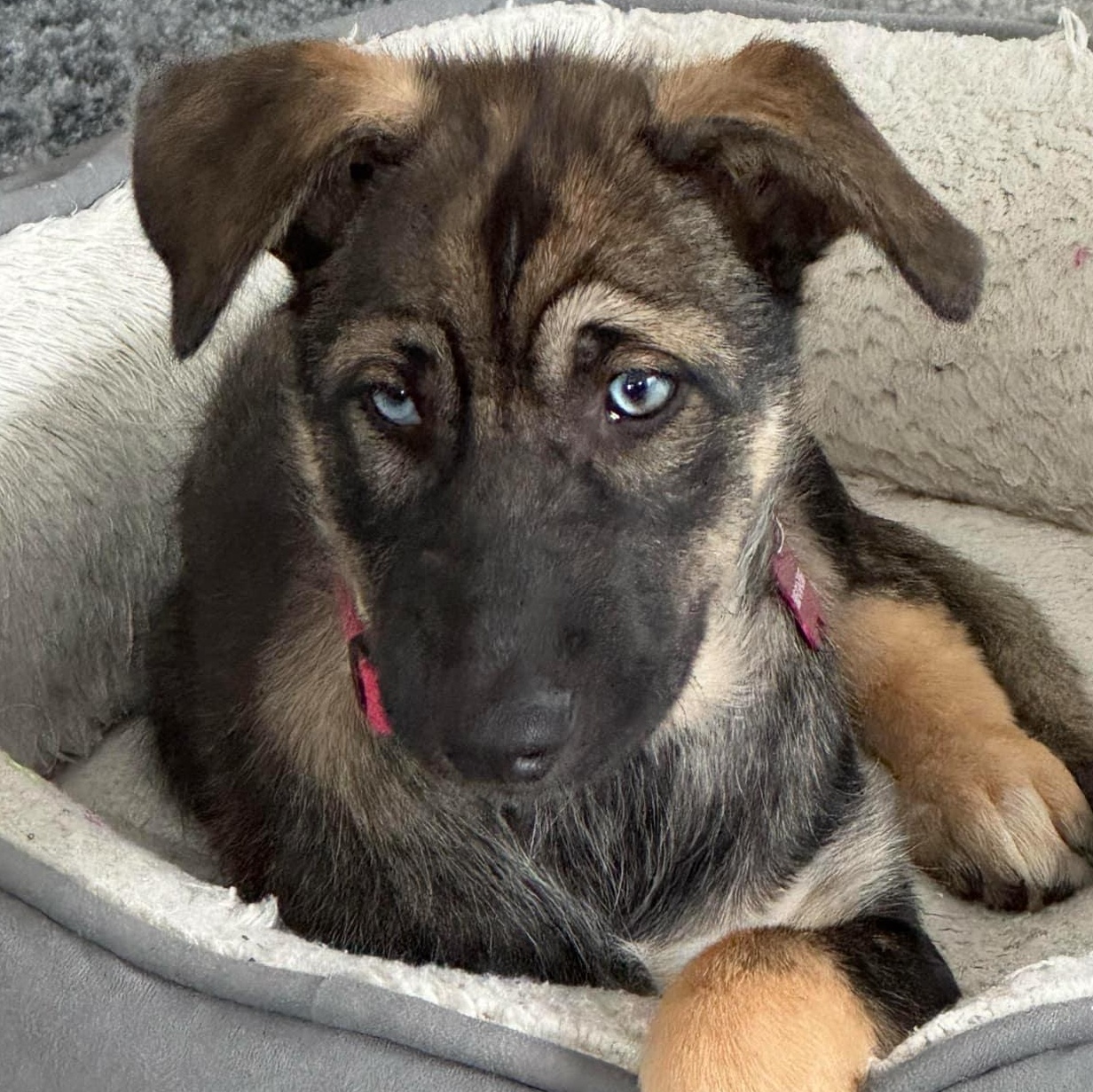 Daisy, ADOPTABLE, Puppy Female German Shepherd Dog.