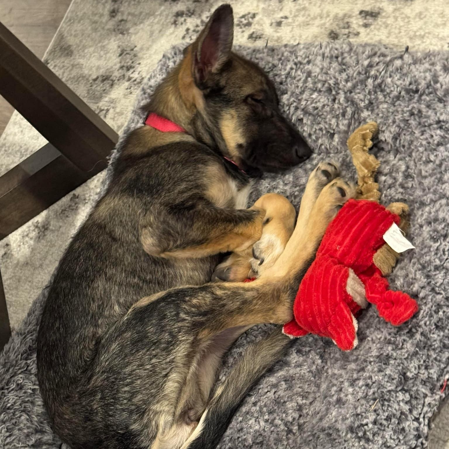 Enlarge Daisy, a ADOPTABLE mixed breed in Buffalo, NY image 5/6