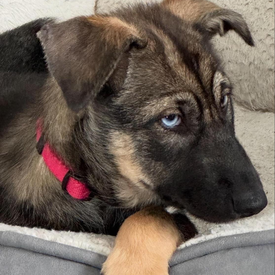 Enlarge Daisy, a ADOPTABLE mixed breed in Buffalo, NY image 4/6