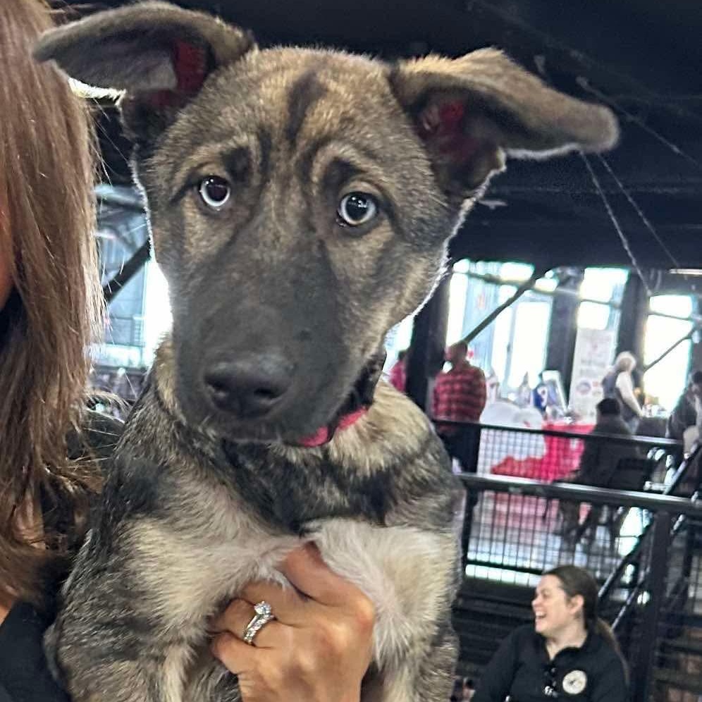 Enlarge Daisy, a ADOPTABLE mixed breed in Buffalo, NY image 6/6