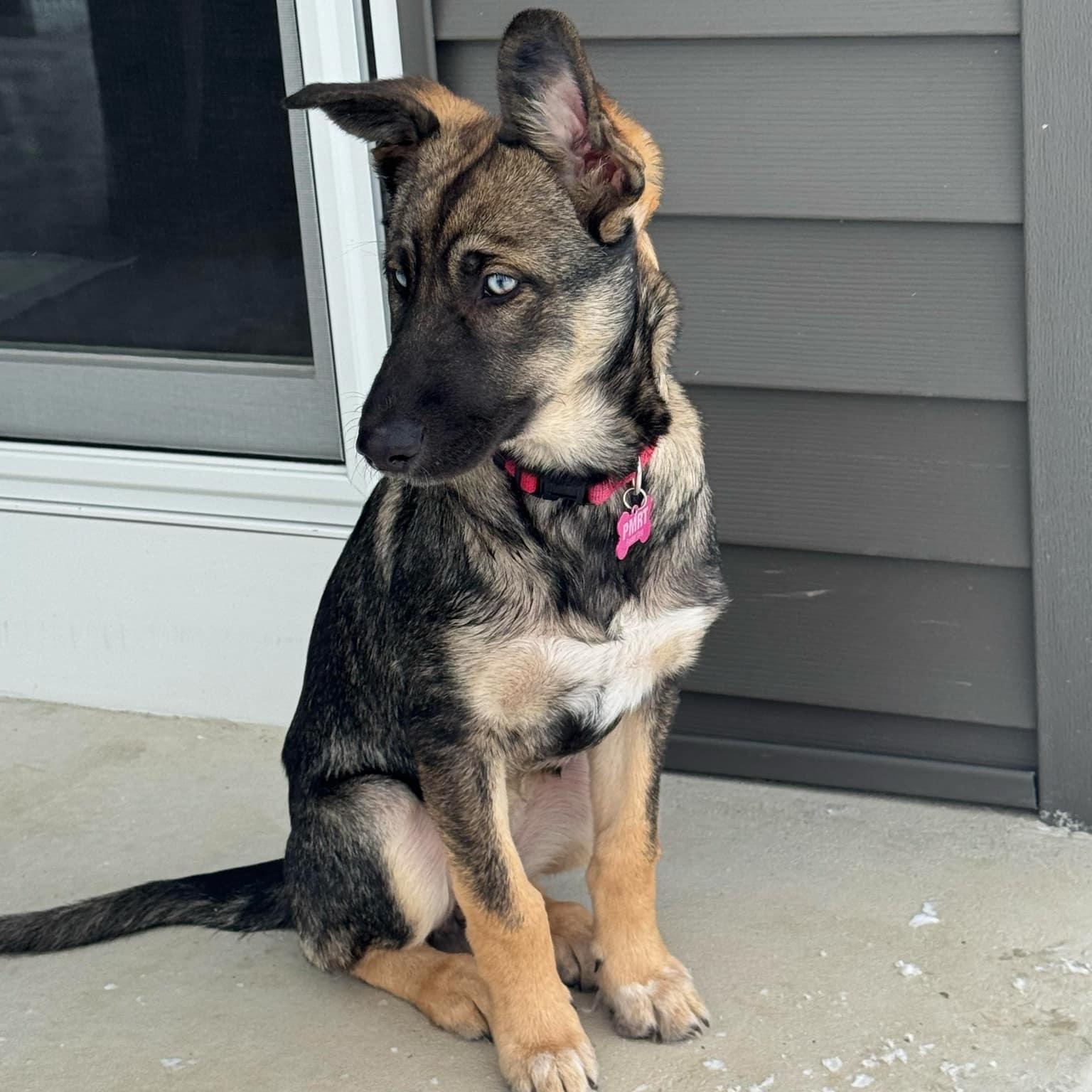 Daisy, ADOPTABLE, Puppy Female German Shepherd Dog.