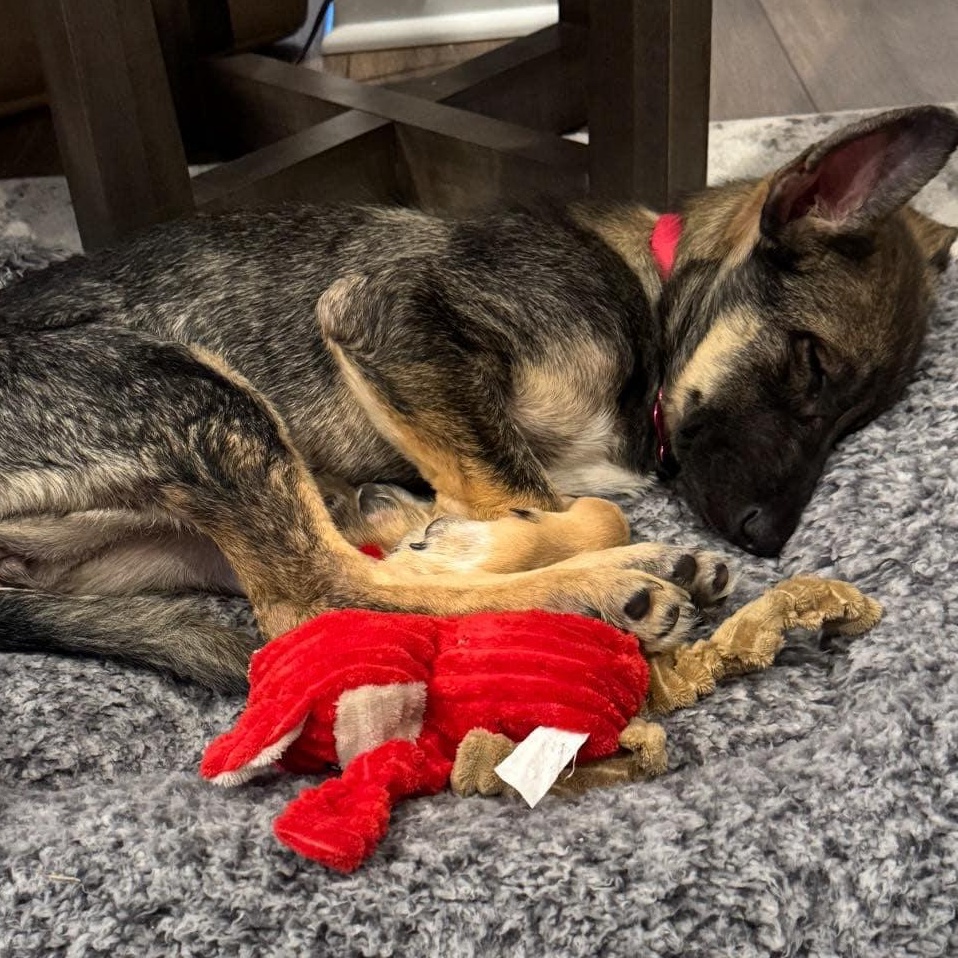 Enlarge Daisy, a ADOPTABLE mixed breed in Buffalo, NY image 3/6