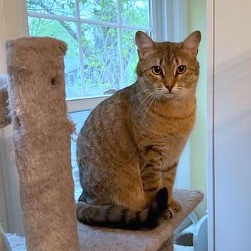 Scout, Adoptable, Adult Female Domestic Short Hair.
