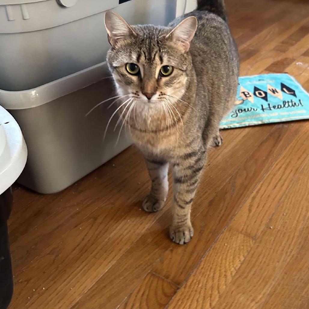 Enlarge Scout, a Adoptable Domestic Short Hair in FAIRWAY, KS image 2/6