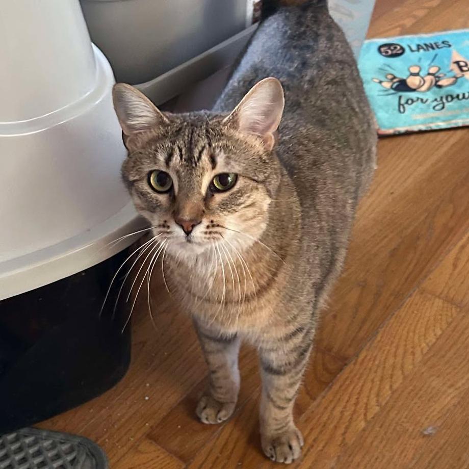 Enlarge Scout, a Adoptable Domestic Short Hair in FAIRWAY, KS image 4/6