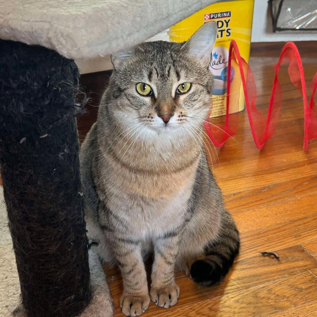 Enlarge Scout, a Adoptable Domestic Short Hair in FAIRWAY, KS image 5/6