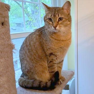 Enlarge Scout, a Adoptable Domestic Short Hair in FAIRWAY, KS image 6/6