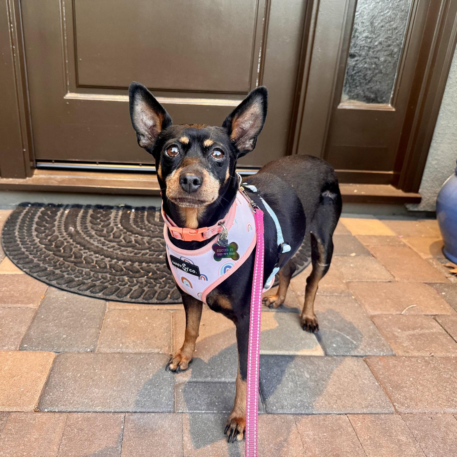 Poppy, Adoptable, Adult Female Miniature Pinscher.