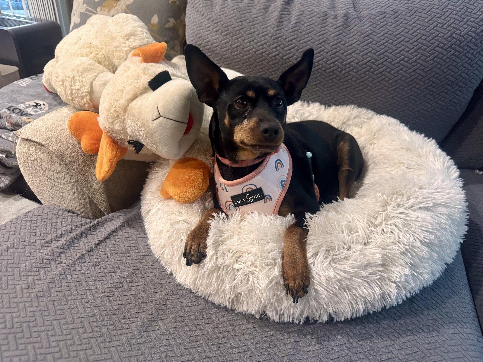 Poppy, a Adoptable Miniature Pinscher in Santa Clara, CA image 2/3