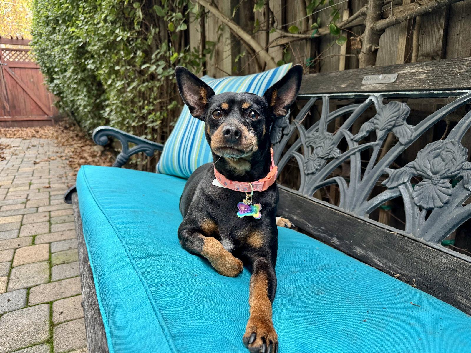 Poppy, a Adoptable Miniature Pinscher in Santa Clara, CA image 3/3