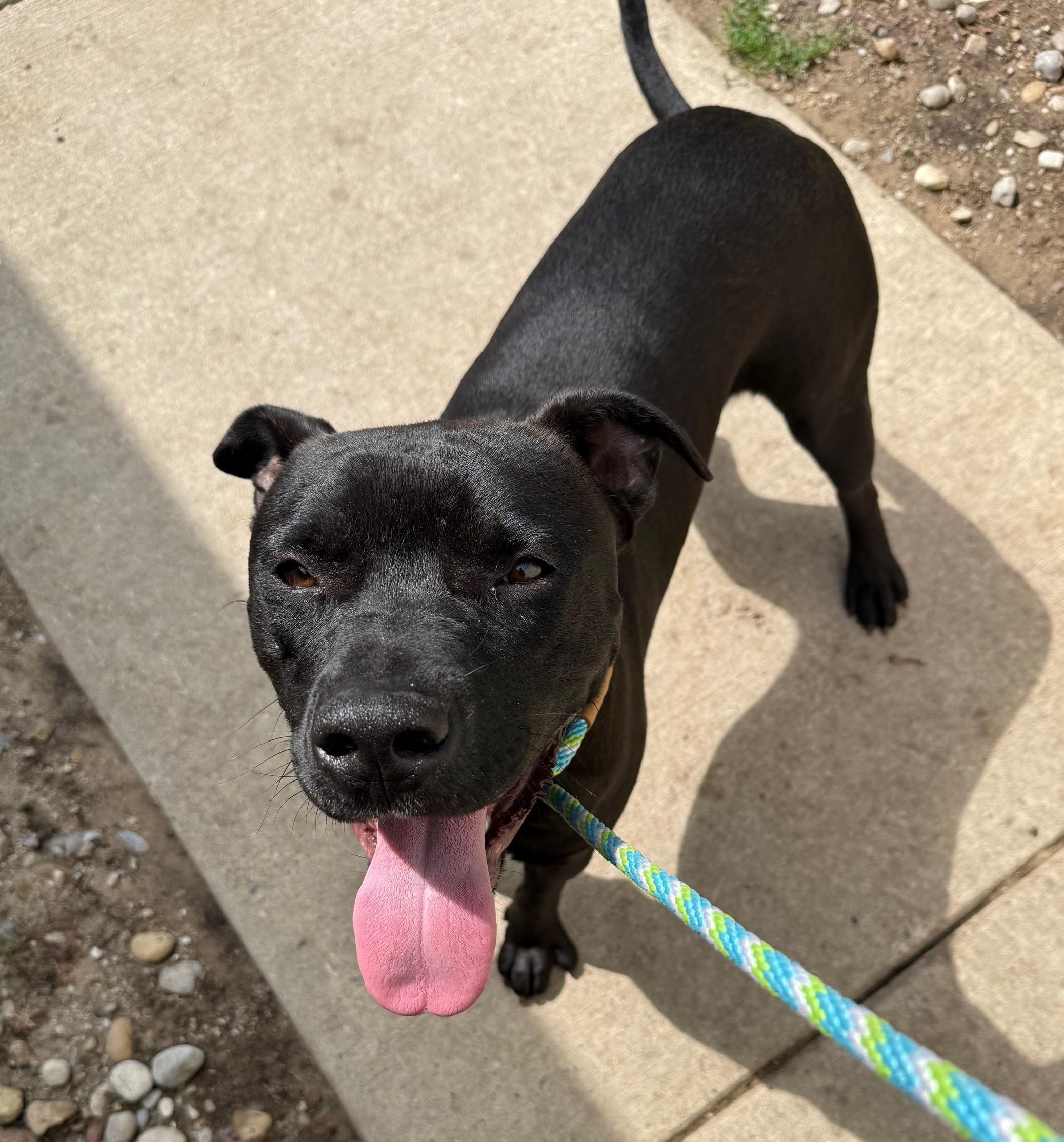 Enlarge Brutus, an adopted mixed breed in Bellaire, MI image 1/1