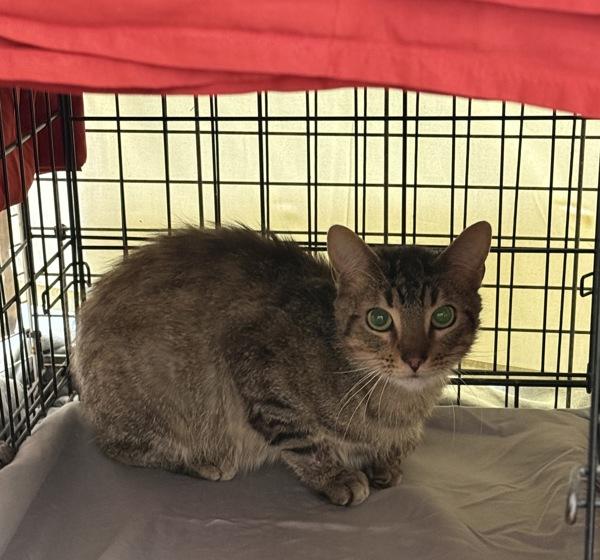 Enlarge Sushi, a Adoptable mixed breed in Oceanside, CA image 1/1