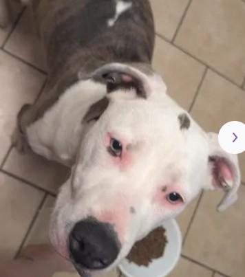 Enlarge A047345, a Adoptable Pit Bull Terrier in Tracy, CA image 1/1