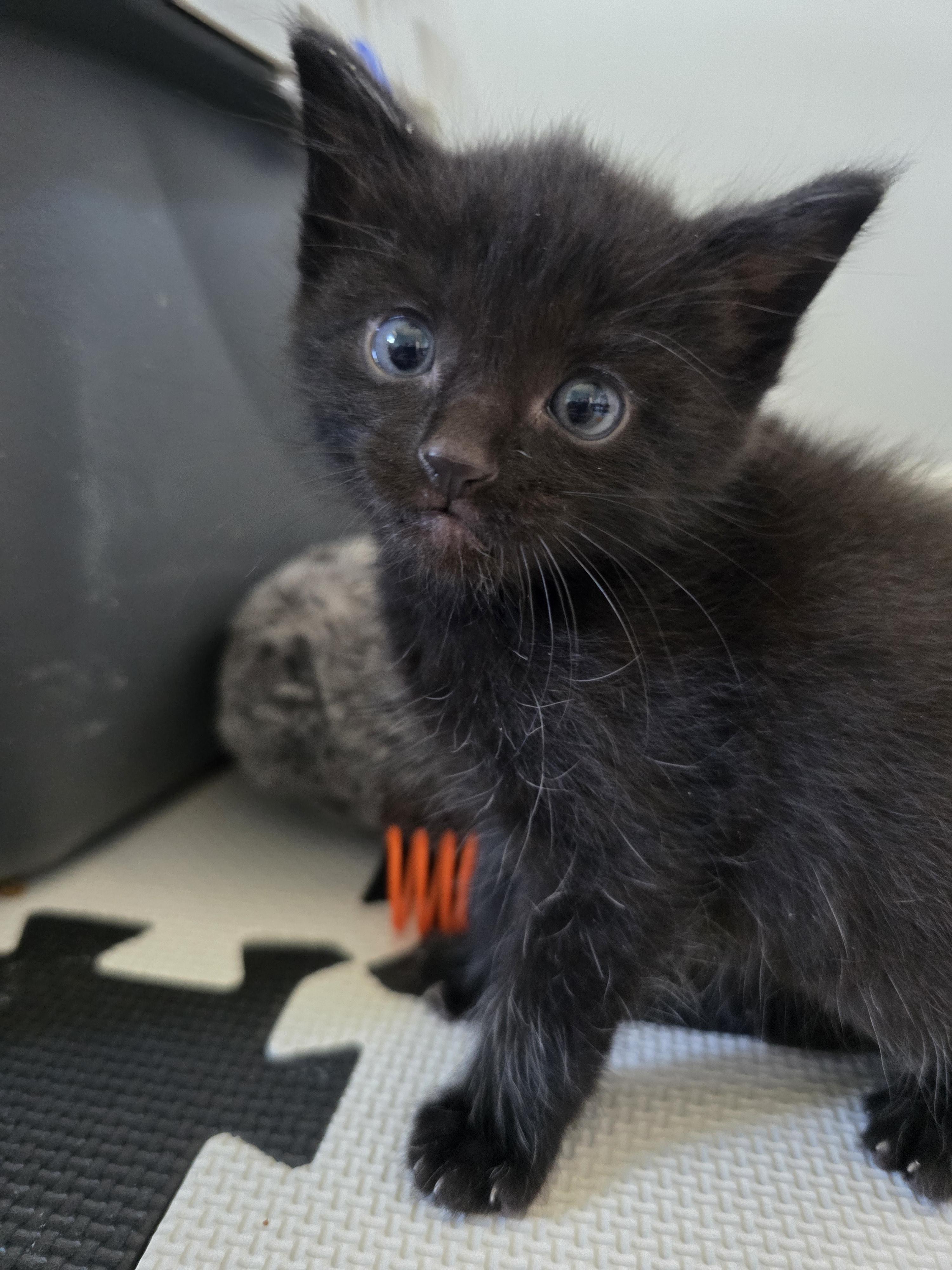 14042026B, a Adopted mixed breed in Kamloops, BC image 1/5