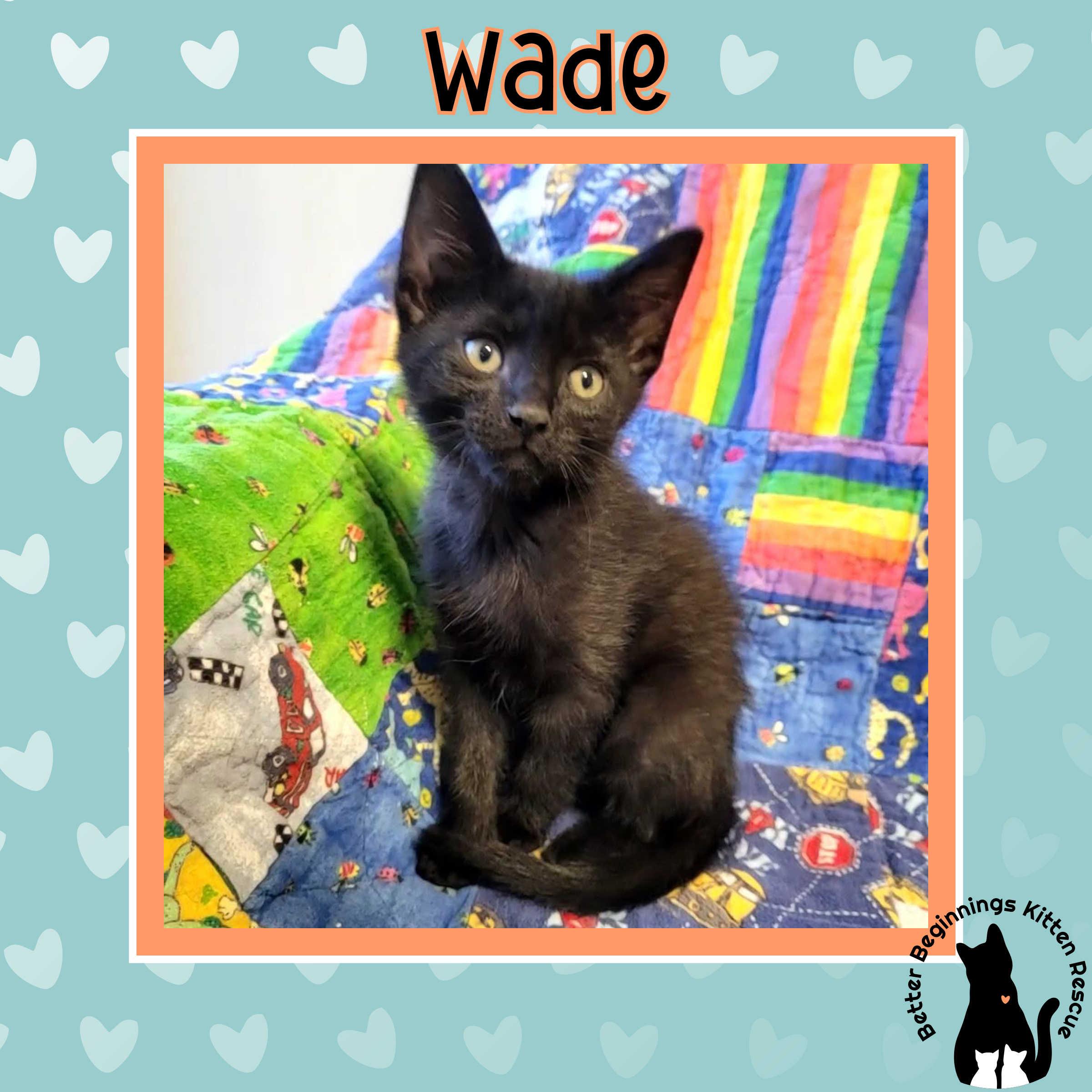 14042026B, a Adopted mixed breed in Kamloops, BC image 2/5