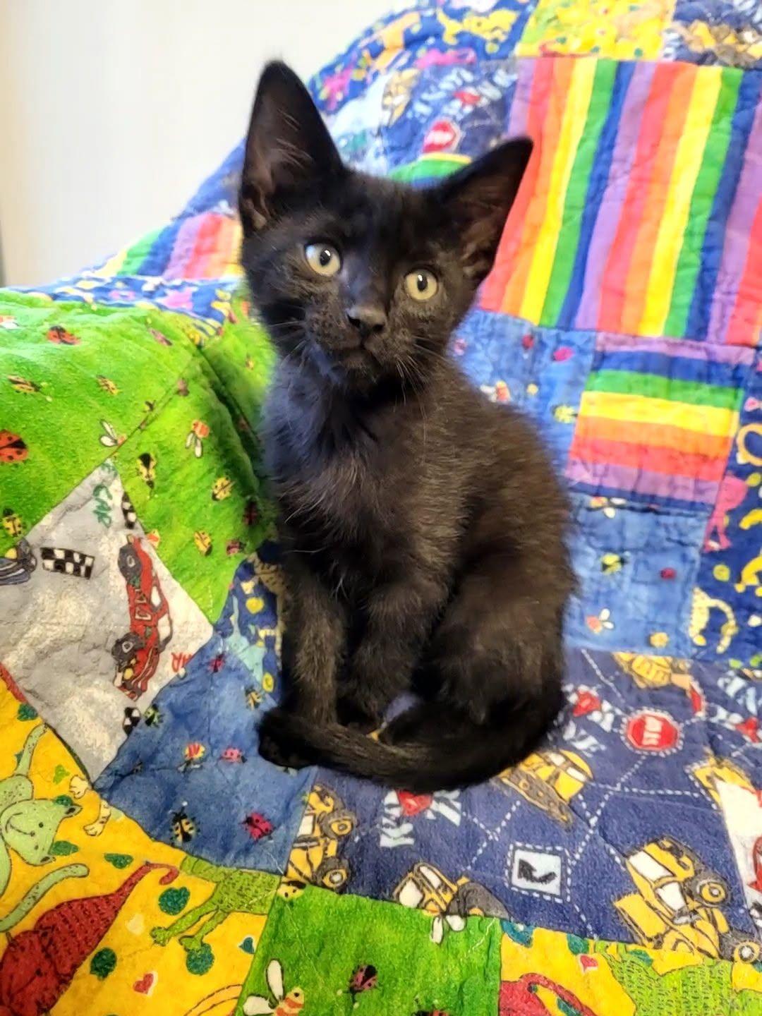 14042026B, a Adopted mixed breed in Kamloops, BC image 4/5