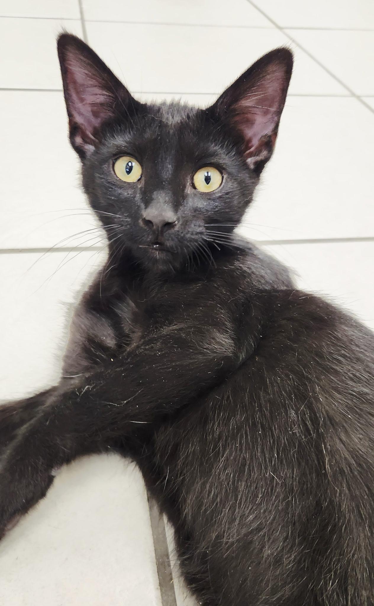 14042026B, a Adopted mixed breed in Kamloops, BC image 5/5