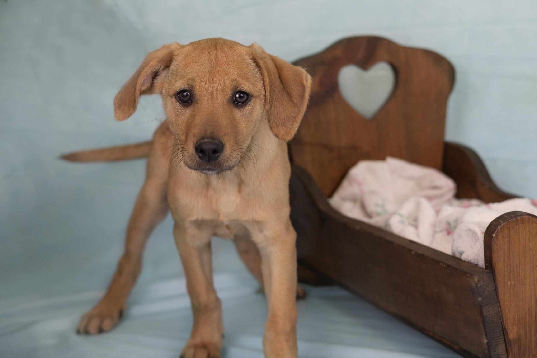 Enlarge Lilly, a ADOPTABLE mixed breed in Whitestown, IN image 1/1