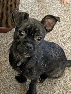 MAE, Adoptable, Young Female American Staffordshire Terrier.