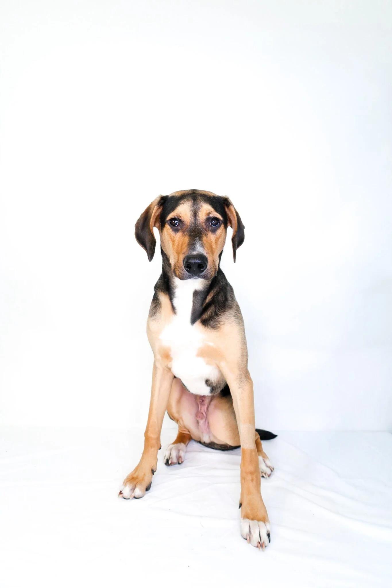 Enlarge Wade, an adopted mixed breed in Bixby, OK image 4/5