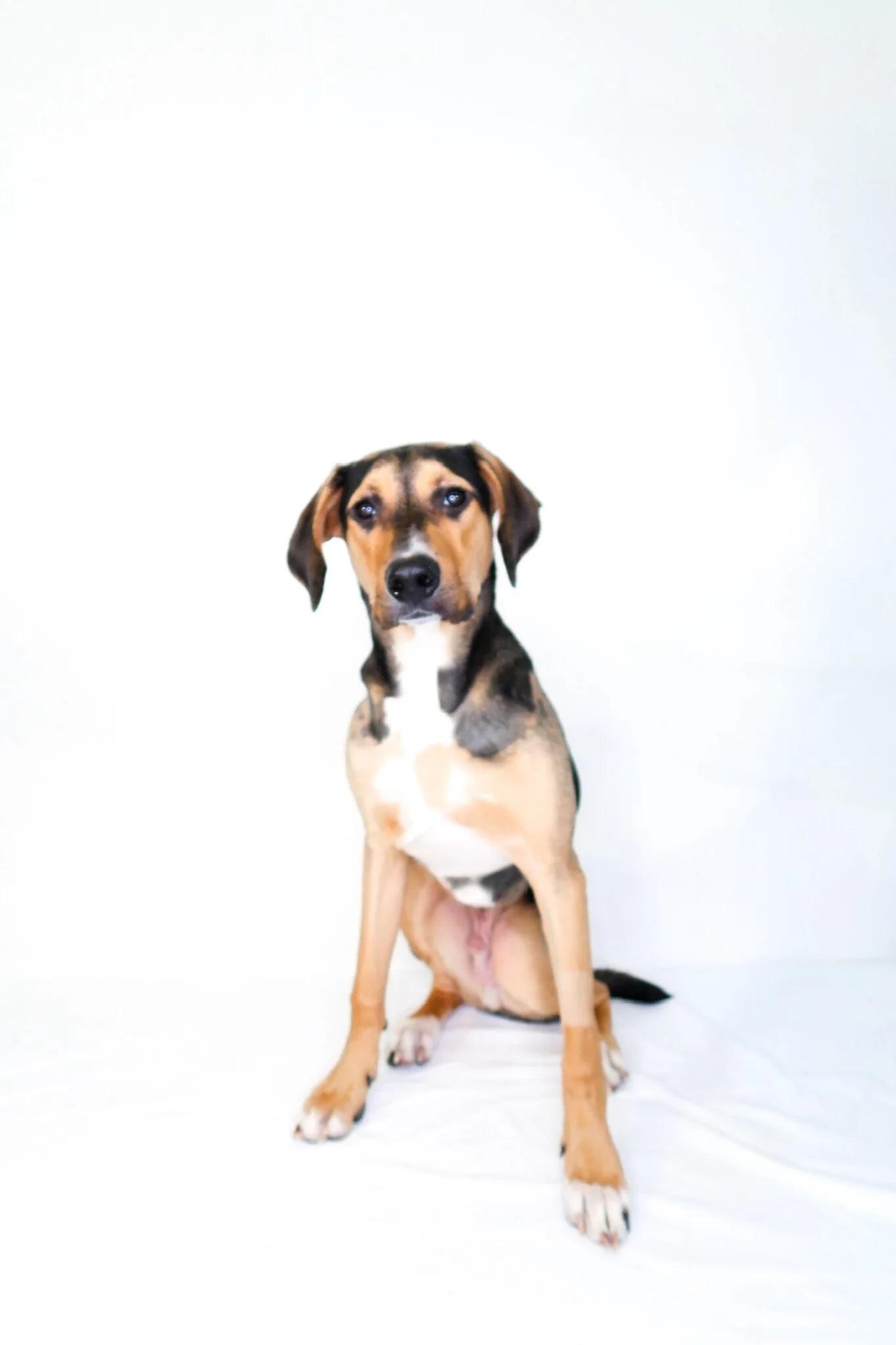 Enlarge Wade, an adopted mixed breed in Bixby, OK image 5/5
