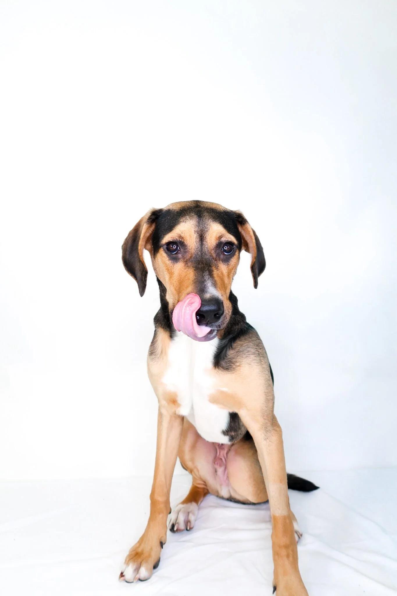 Enlarge Wade, an adopted mixed breed in Bixby, OK image 1/5