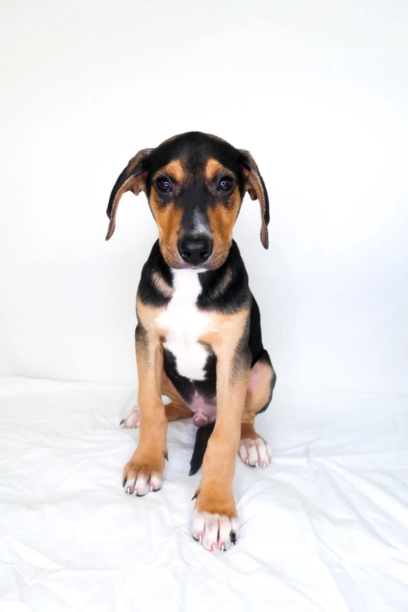 Enlarge Wade, a ADOPTABLE mixed breed in Bixby, OK image 1/3