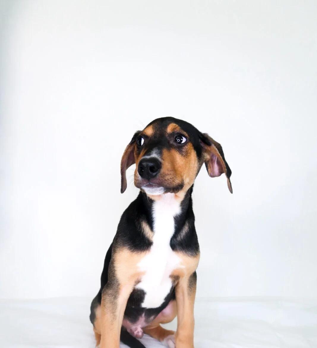 Enlarge Wade, a ADOPTABLE mixed breed in Bixby, OK image 2/3