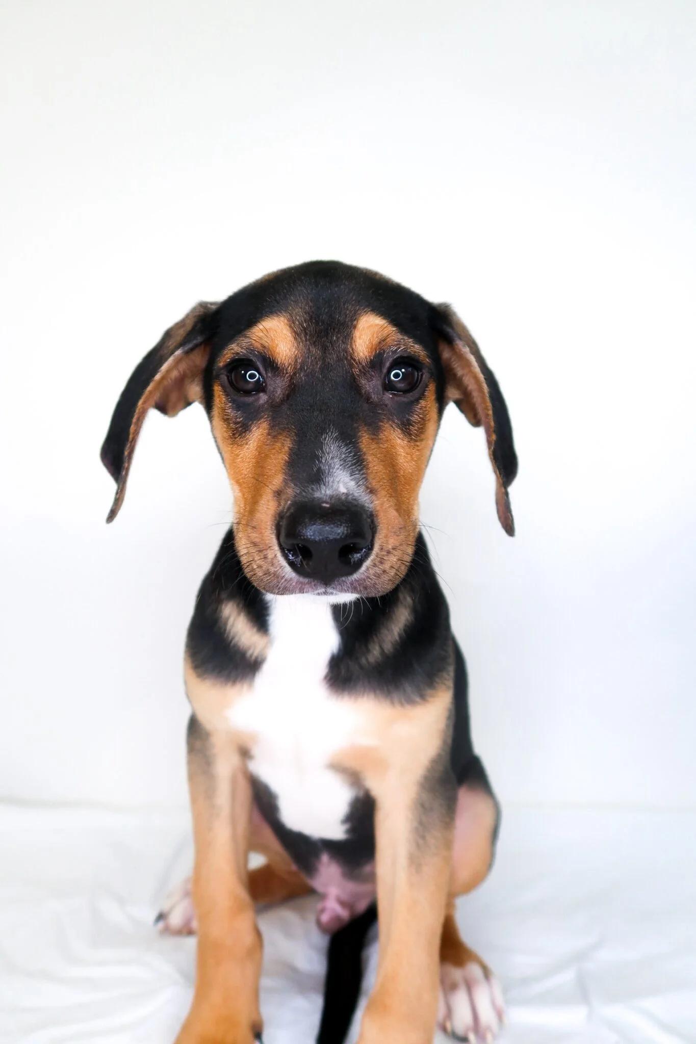 Enlarge Wade, a ADOPTABLE mixed breed in Bixby, OK image 3/3