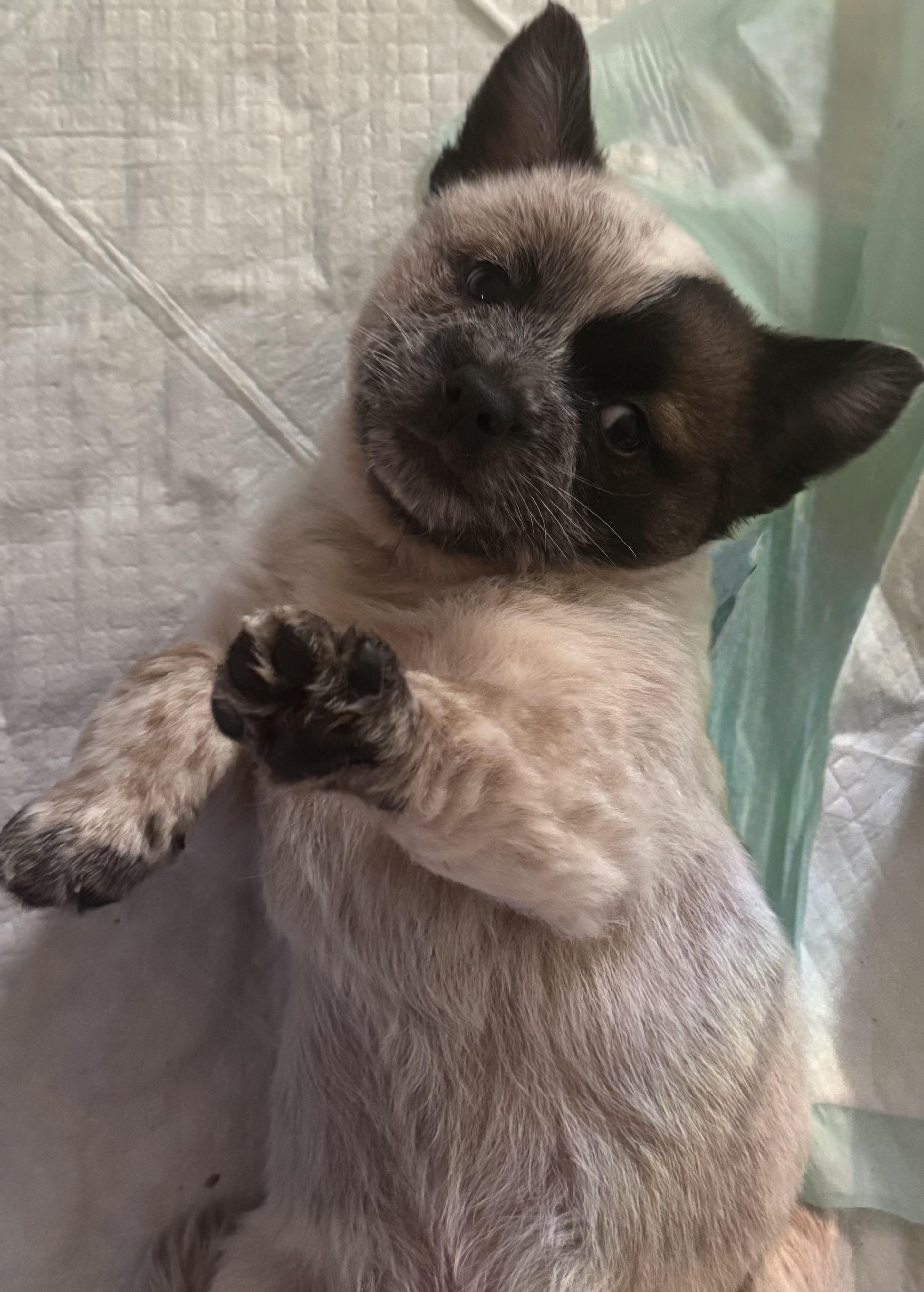 Hendrix, Adoptable, Puppy Male Shih poo & Cattle Dog.