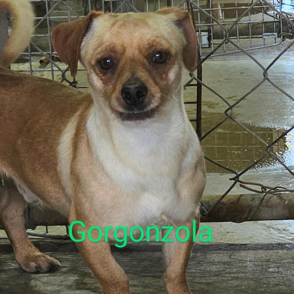 Enlarge Gorgonzola, a Adoptable mixed breed in Midland, TX image 1/2