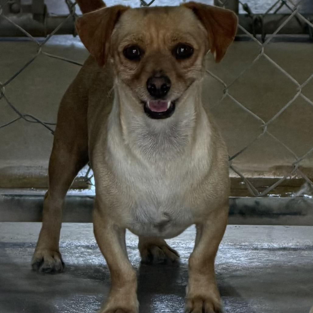 Enlarge Gorgonzola, a Adoptable mixed breed in Midland, TX image 2/2