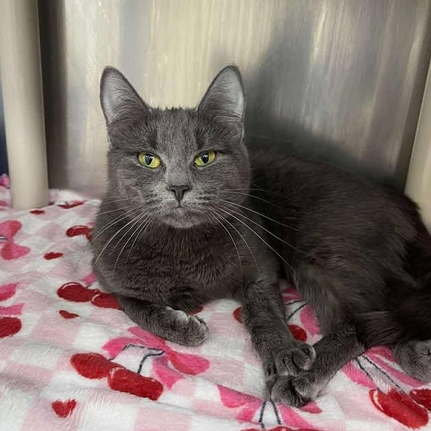 Curio, ADOPTABLE, Adult Female Domestic Short Hair.