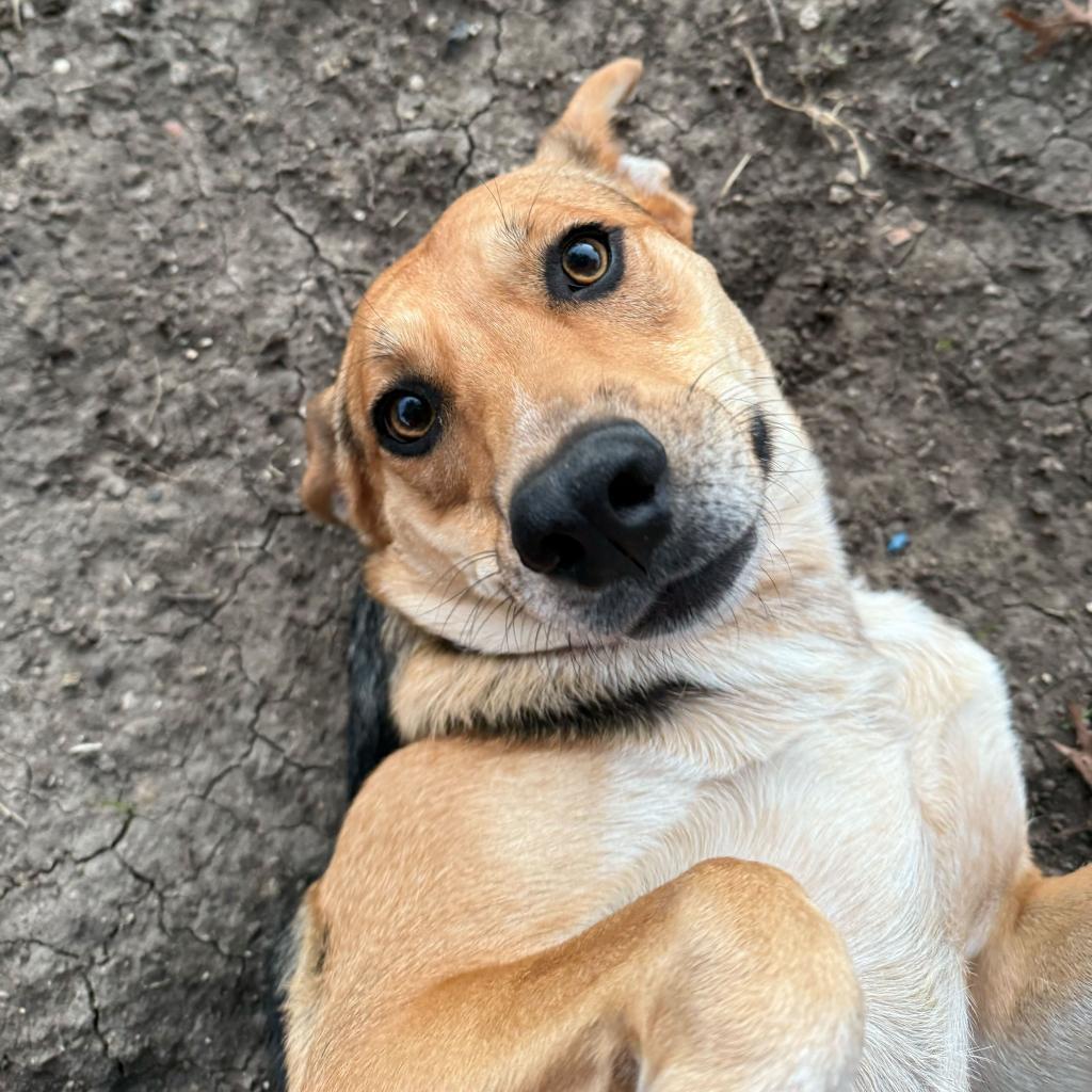 Nala2, a Adoptable mixed breed in Dallas, TX image 1/6