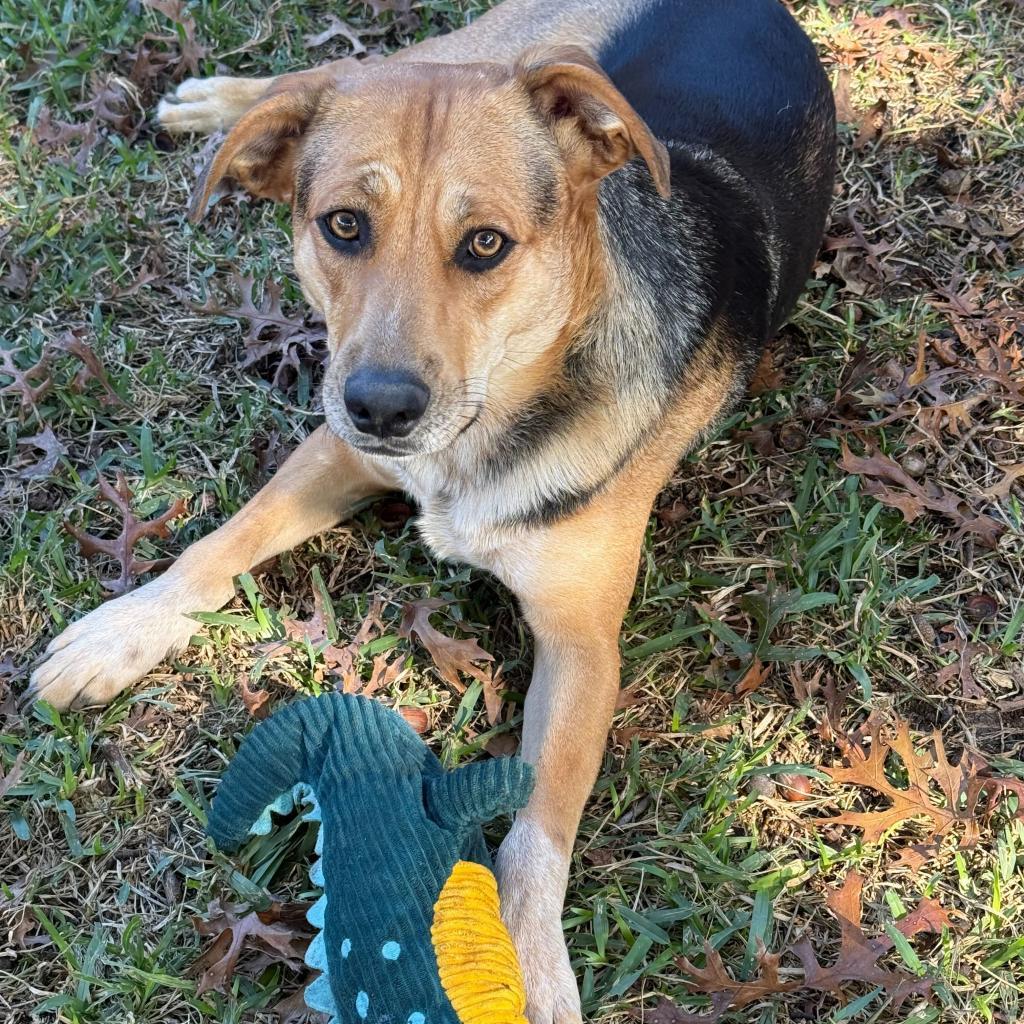 Nala2, a Adoptable mixed breed in Dallas, TX image 2/6