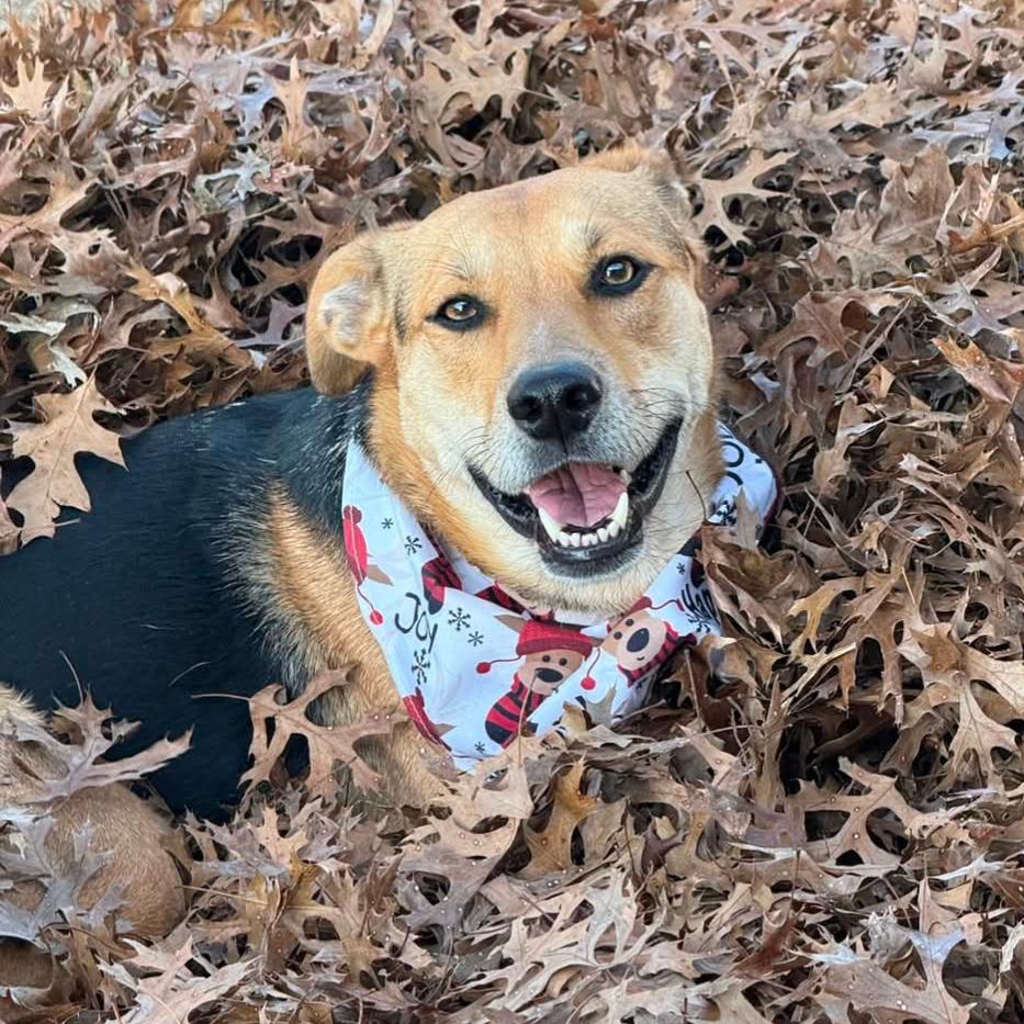 Nala2, Adoptable, Adult Female Black Mouth Cur.