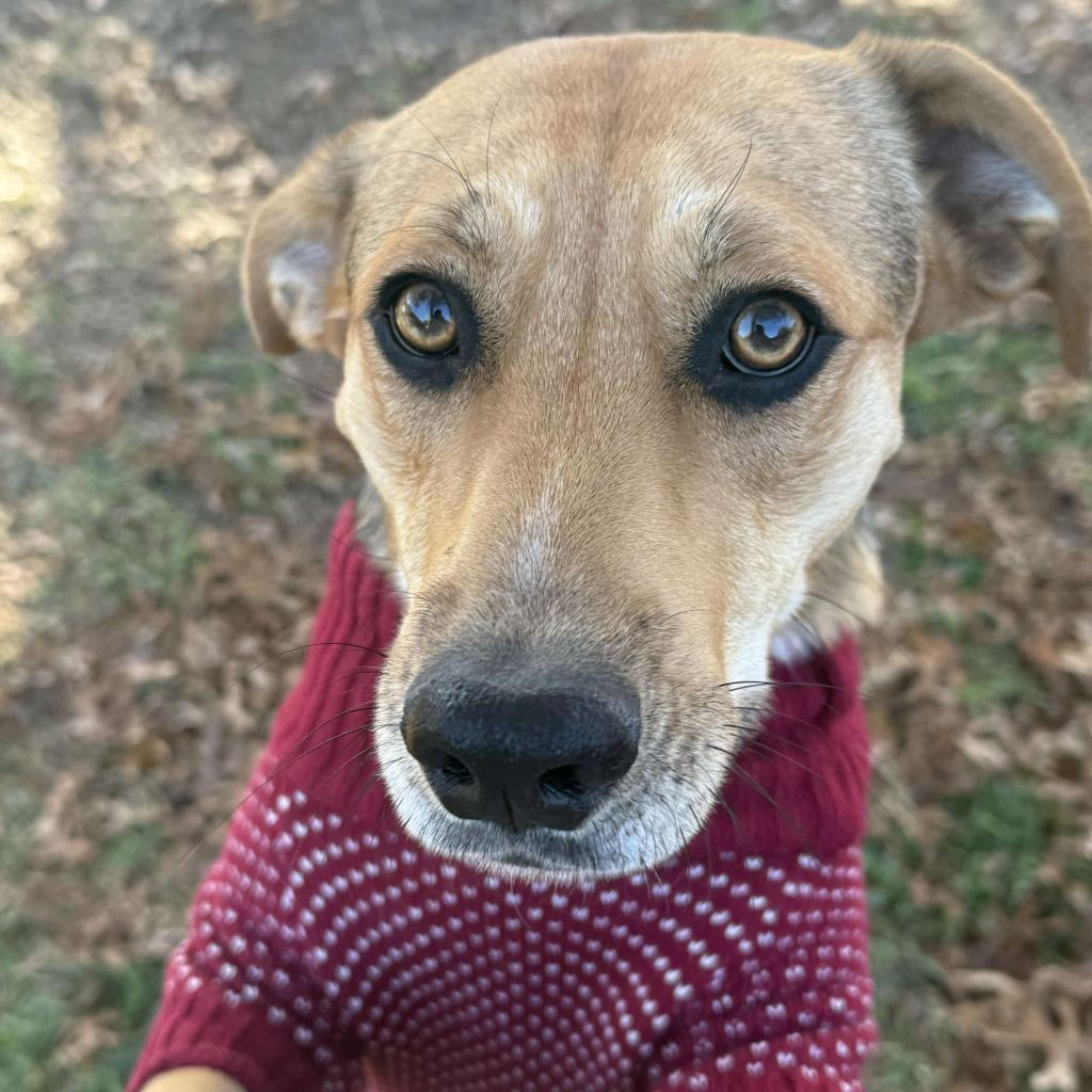 Nala2, a Adoptable mixed breed in Dallas, TX image 3/6